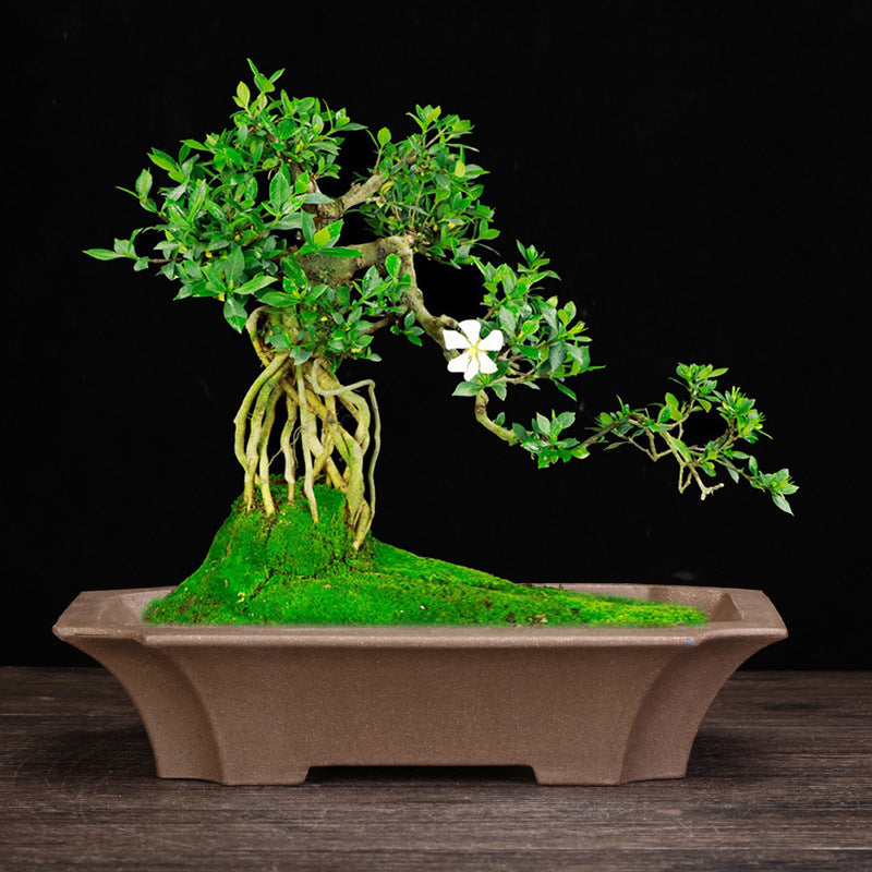 Purple Sand Orchid Pots Household Square Bonsai Succulent Creative Ceramic