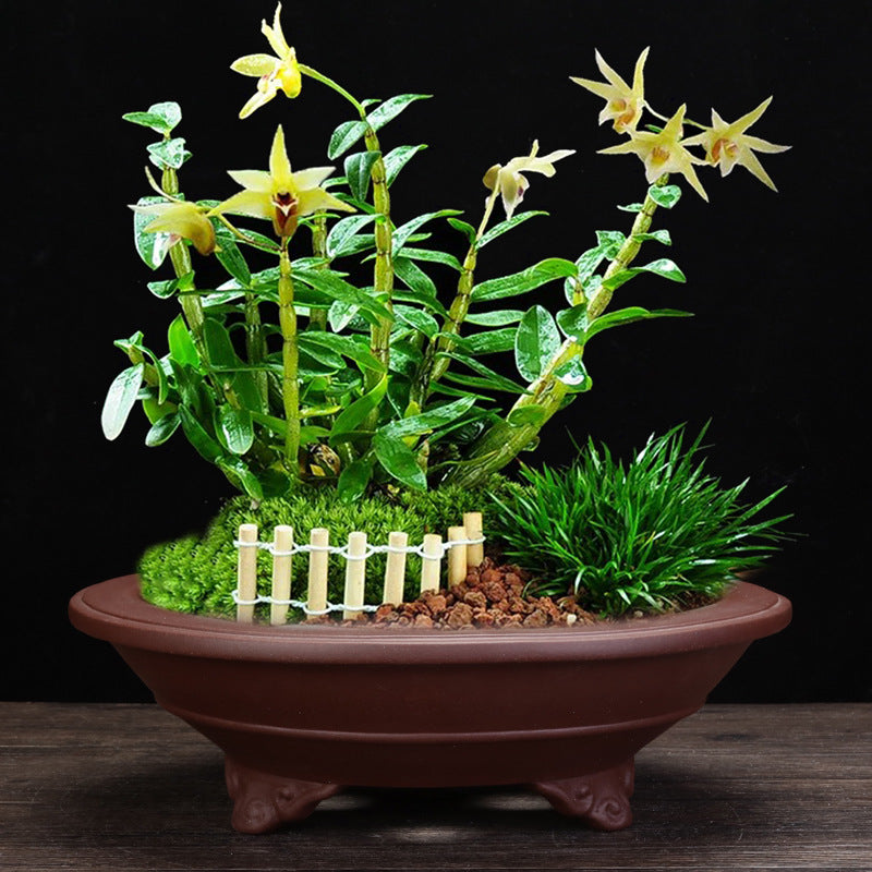 Purple Sand Orchid Pots Living Room Interior Gardening