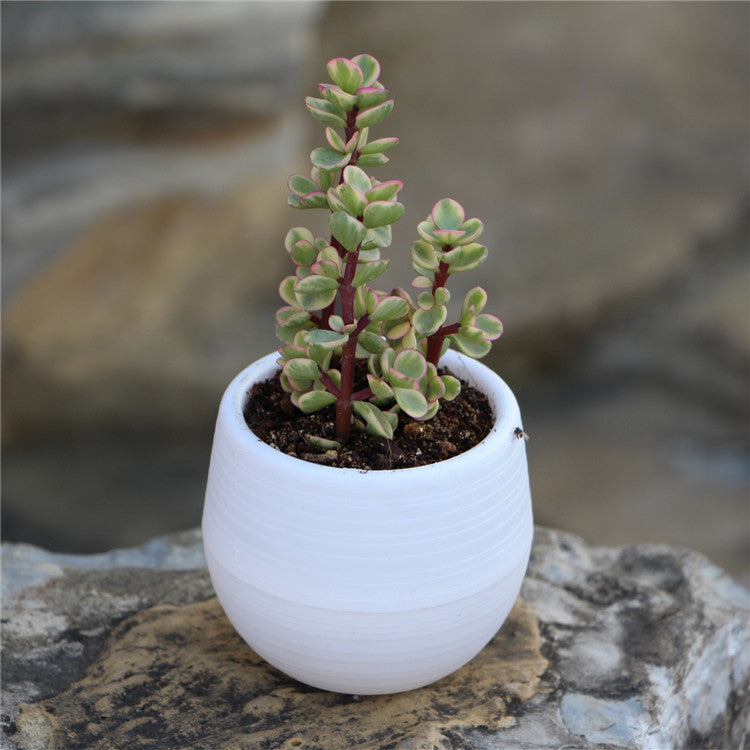Mini Flower Pots Plastic  Flower Pots Color Full Resin Flower Pots