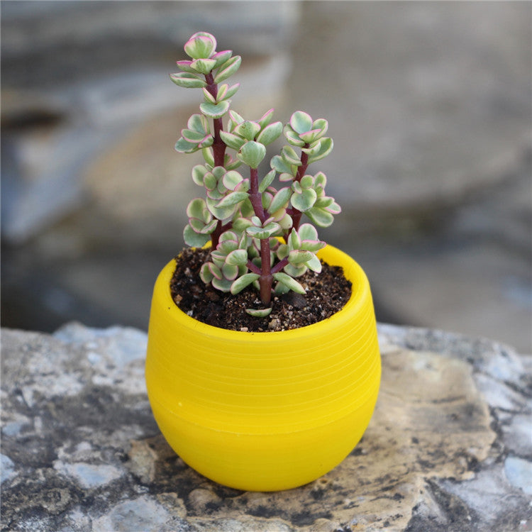 Mini Flower Pots Plastic  Flower Pots Color Full Resin Flower Pots