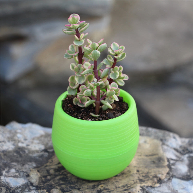 Mini Flower Pots Plastic  Flower Pots Color Full Resin Flower Pots
