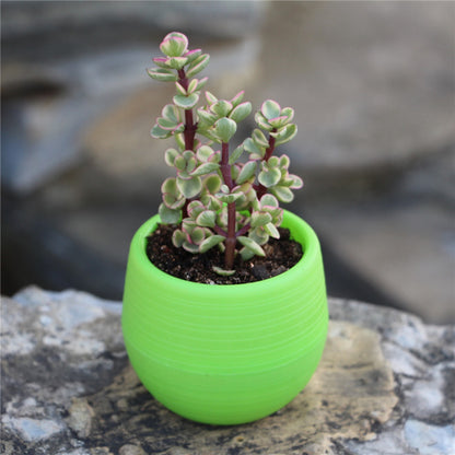 Mini Flower Pots Plastic  Flower Pots Color Full Resin Flower Pots