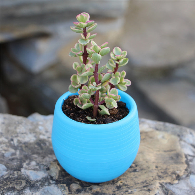 Mini Flower Pots Plastic  Flower Pots Color Full Resin Flower Pots