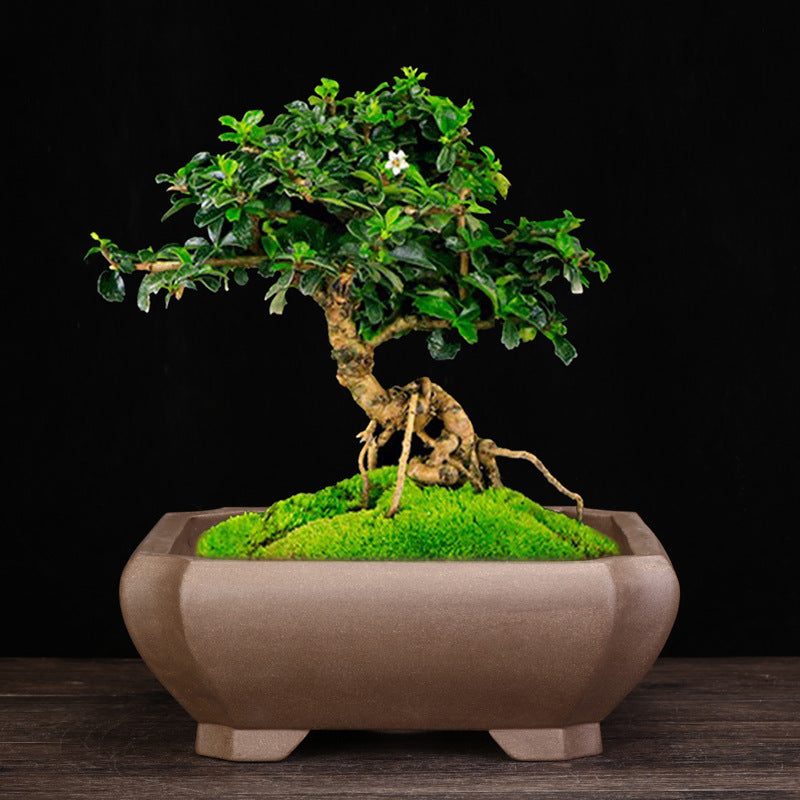 Purple Sand Orchid Pots Household Square Bonsai Succulent Creative Ceramic