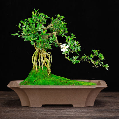 Purple Sand Orchid Pots Household Square Bonsai Succulent Creative Ceramic