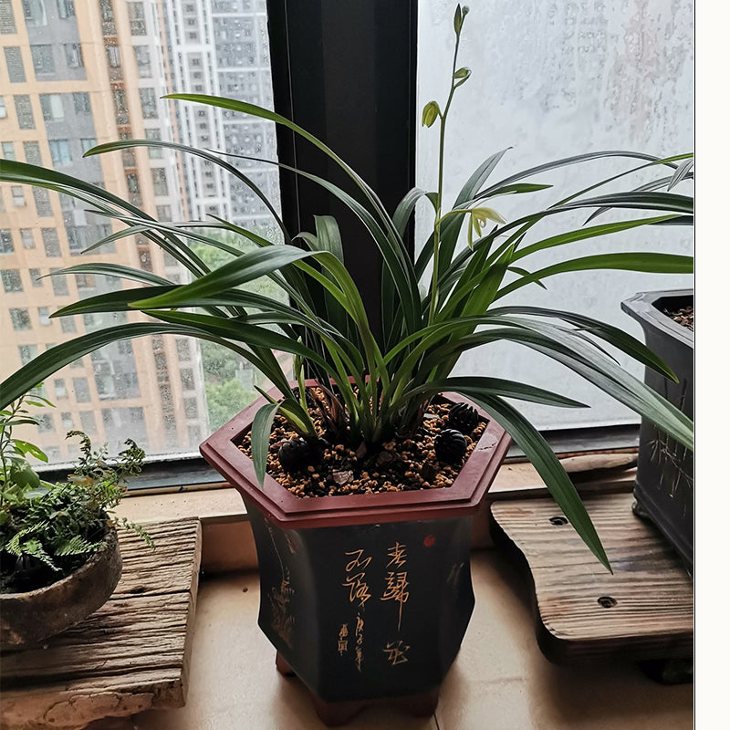 Orchid Pots Indoor Purple Sand Hexagonal Flowerpot Ceramic