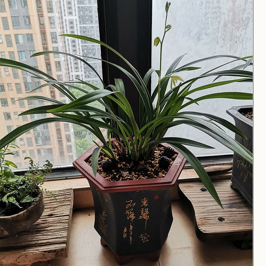 Orchid Pots Indoor Purple Sand Hexagonal Flowerpot Ceramic