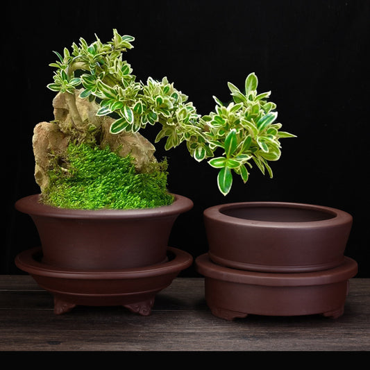Purple Sand Orchid Pots Living Room Interior Gardening