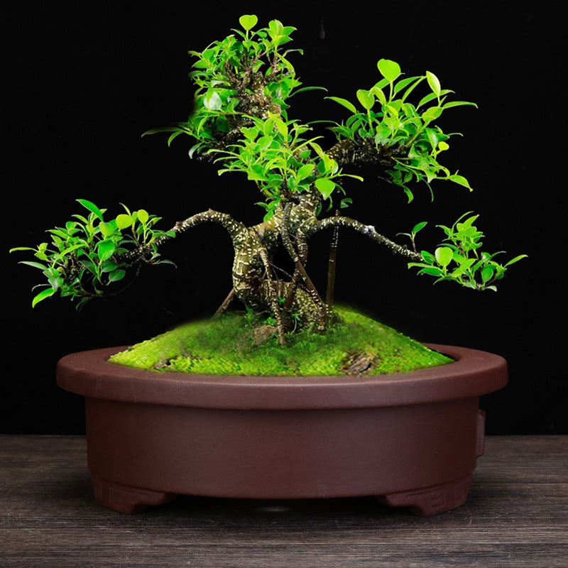 Purple Sand Orchid Pots Living Room Interior Gardening
