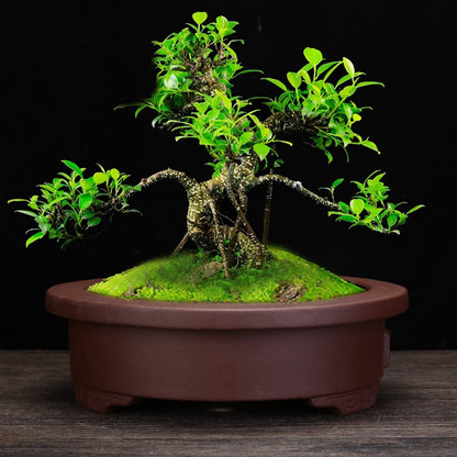 Purple Sand Orchid Pots Living Room Interior Gardening