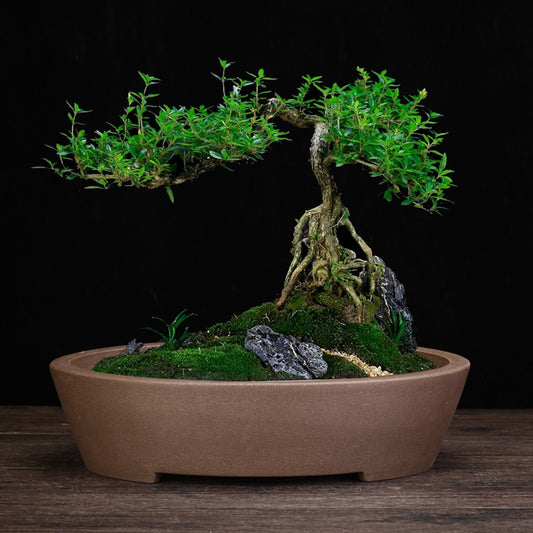 Purple Sand Orchid Pots Household Square Bonsai Succulent Creative Ceramic